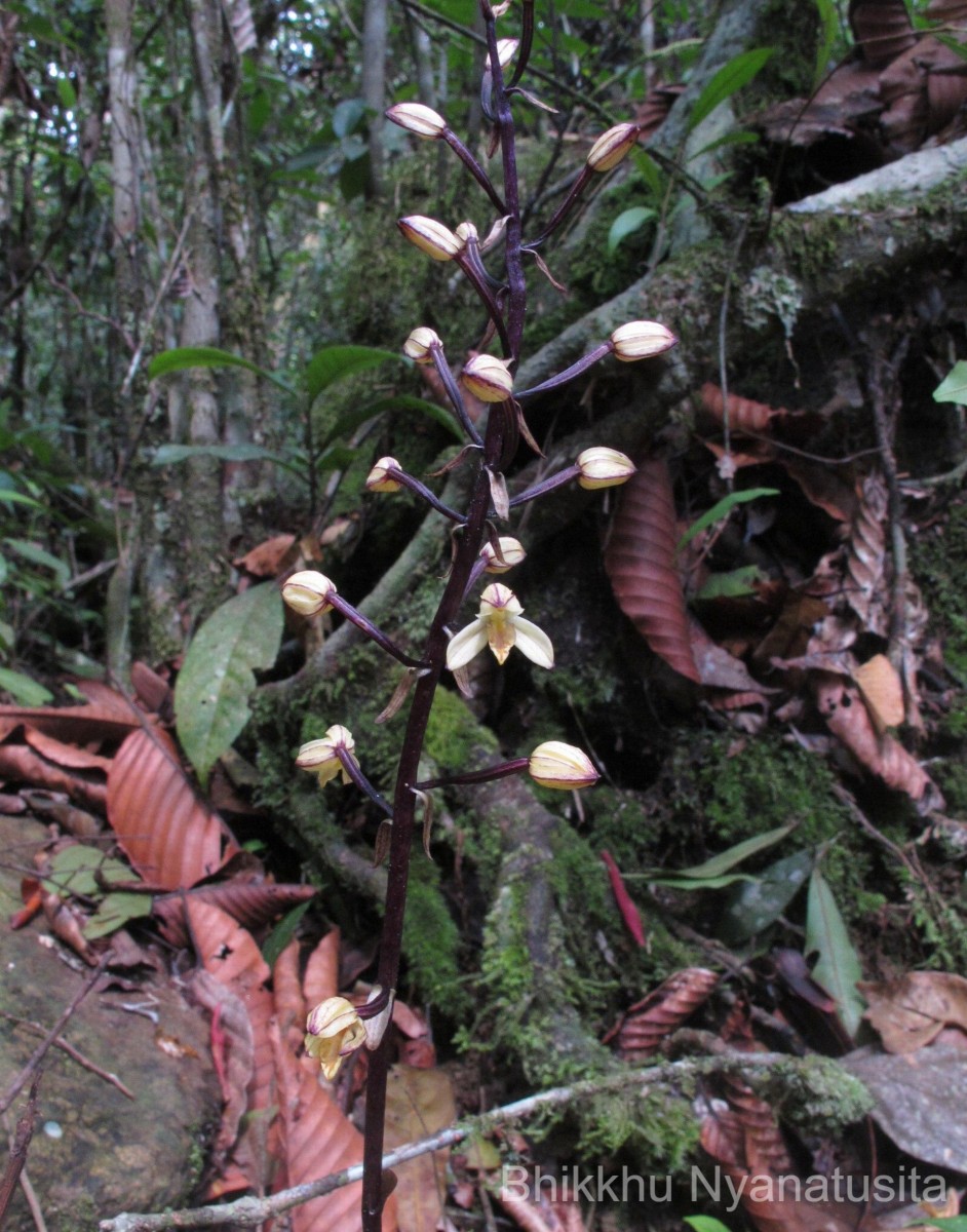 Aphyllorchis montana Rchb.f.